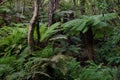 Rainforest with ferns. Royalty Free Stock Photo