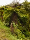 Rainforest, New Zealand Royalty Free Stock Photo