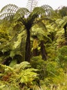 Rainforest, New Zealand Royalty Free Stock Photo