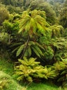 Rainforest, New Zealand Royalty Free Stock Photo