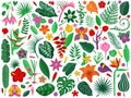 Rainforest Flowers and Leaves Collection