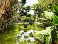 Rainforest and a green river, Mauritius Island Royalty Free Stock Photo