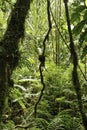 Rainforest green tropical amazon jungle background Royalty Free Stock Photo