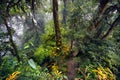 Rainforest of Himalayas Royalty Free Stock Photo