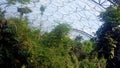 Rainforest inside The Eden Project Biomes Cornwall UK Royalty Free Stock Photo