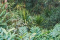 Rainforest in Masoala national park, Madagascar