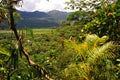 landscape jungle rainforest mountain tree palm in moyobamba peru