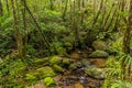 Rainforest of Kinabalu Park, Sabah, Malays Royalty Free Stock Photo