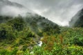 Rainforest landscape