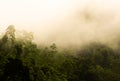 Kannelya rainforest landscape with morning fog Royalty Free Stock Photo