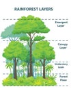 Rainforest layers educational banner or poster