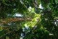 Rainforest in Masoala national park, Madagascar