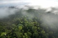 rainforest, with misty clouds and rain, view from above