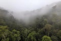 rainforest, with misty clouds and rain, view from above