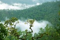 Rainforest morning fog Royalty Free Stock Photo