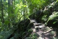 Rainforest Mossman Gorge Royalty Free Stock Photo
