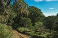 Lake against The dense rainforest at Mount Kenya Royalty Free Stock Photo