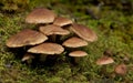 Rainforest mushrooms Royalty Free Stock Photo