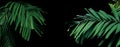 Rainforest palm leaves tropical foliage plant on black background, ornamental palm trees in tropical garden