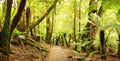 Rainforest Panorama