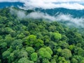 Rainforest panorama, drone camera view