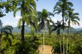 valley panoramic view of the jungle rain forest amazonic viux