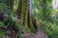 Rainforest path. Hiking in tropical rain forest Royalty Free Stock Photo