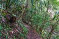 Rainforest path. Hiking in tropical rain forest Royalty Free Stock Photo