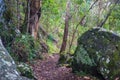 Rainforest path. Hiking in tropical rain forest Royalty Free Stock Photo