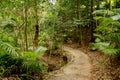 Rainforest Path 2 Royalty Free Stock Photo