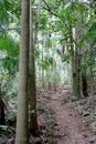 Rainforest Path 8 Royalty Free Stock Photo