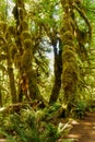 Rainforest, Rain forest Royalty Free Stock Photo