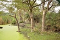 Rain forest with Pond and tree background. Green rain forest jungle with duckweed cover Pond surface and trees Royalty Free Stock Photo