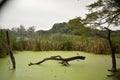 Rain forest with Pond and tree background. Green rain forest jungle with duckweed cover Pond surface and trees Royalty Free Stock Photo