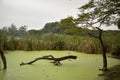 Rain forest with Pond and tree background. Green rain forest jungle with duckweed cover Pond surface and trees Royalty Free Stock Photo