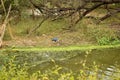 Rain forest with Pond and tree background. Green rain forest jungle with duckweed cover Pond surface and trees Royalty Free Stock Photo