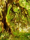 Rainforest, Rain forest Royalty Free Stock Photo
