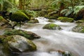 Rainforest River