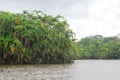 Rainforest from the river, Amazonia, Ecuador