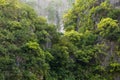 Rainforest on rocky cliff