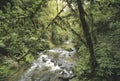 Rainforest at Ruakuri reserve. Royalty Free Stock Photo