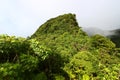 Rainforest of Saint Kitts