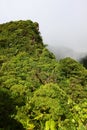 Rainforest of Saint Kitts