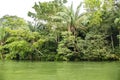 Gatun Lake, lush vegetation on shoreline, Panama Royalty Free Stock Photo