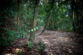 Rainforest in Singapore with green trees and jungle plants and leaves on the dusty mud floor