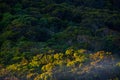 Rainforest Sinharaja, Sri Lanka Royalty Free Stock Photo