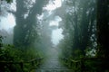 Rainforest with stairs Royalty Free Stock Photo