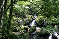 Rainforest Stream