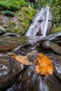 Rainforest Stream With Floating Dried Leaves Royalty Free Stock Photo
