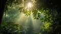 rainforest sun shining through trees Royalty Free Stock Photo
